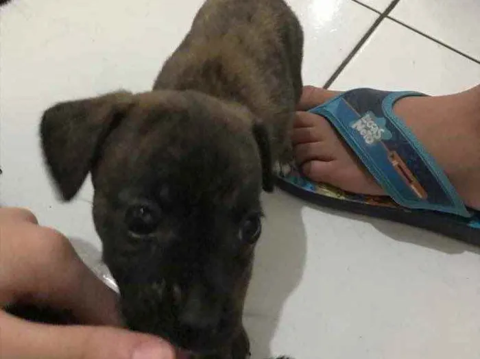 Cachorro ra a Viralata idade 2 a 6 meses nome Eles não tem nomes