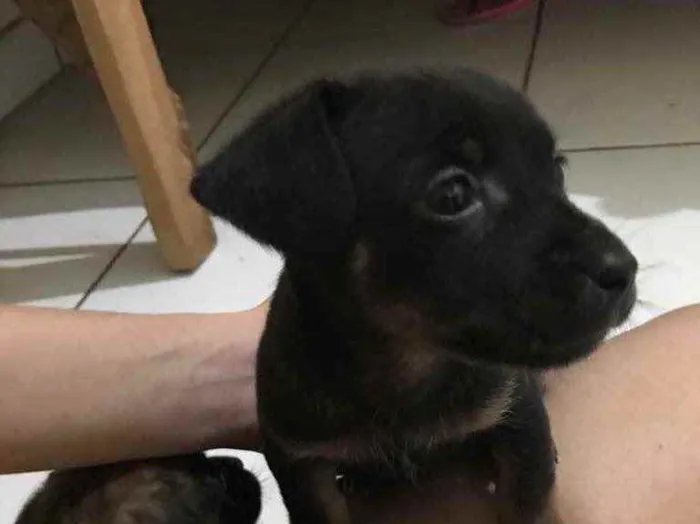 Cachorro ra a Viralata idade 2 a 6 meses nome Eles não tem nomes