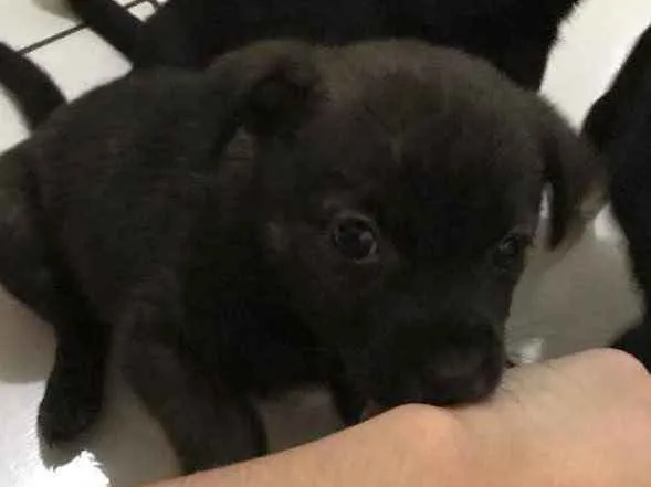 Cachorro ra a Viralata idade 2 a 6 meses nome Eles não tem nomes