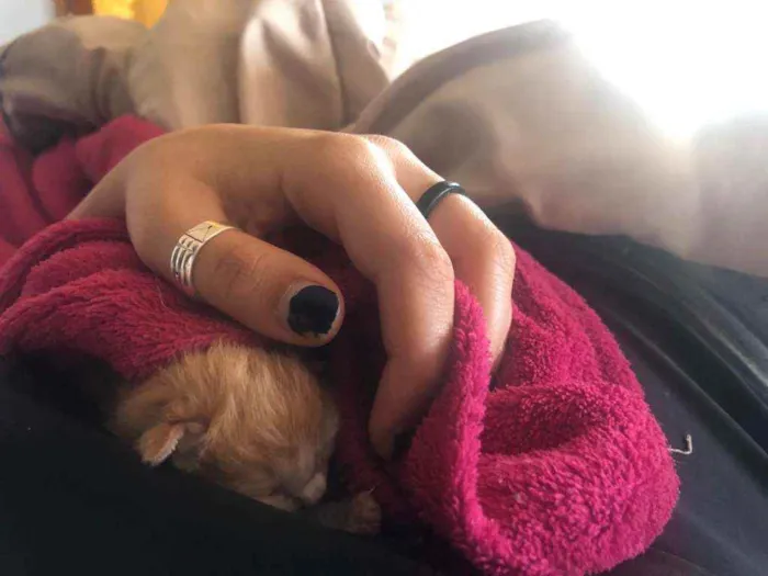 Gato ra a SRD idade Abaixo de 2 meses nome Sem nome 