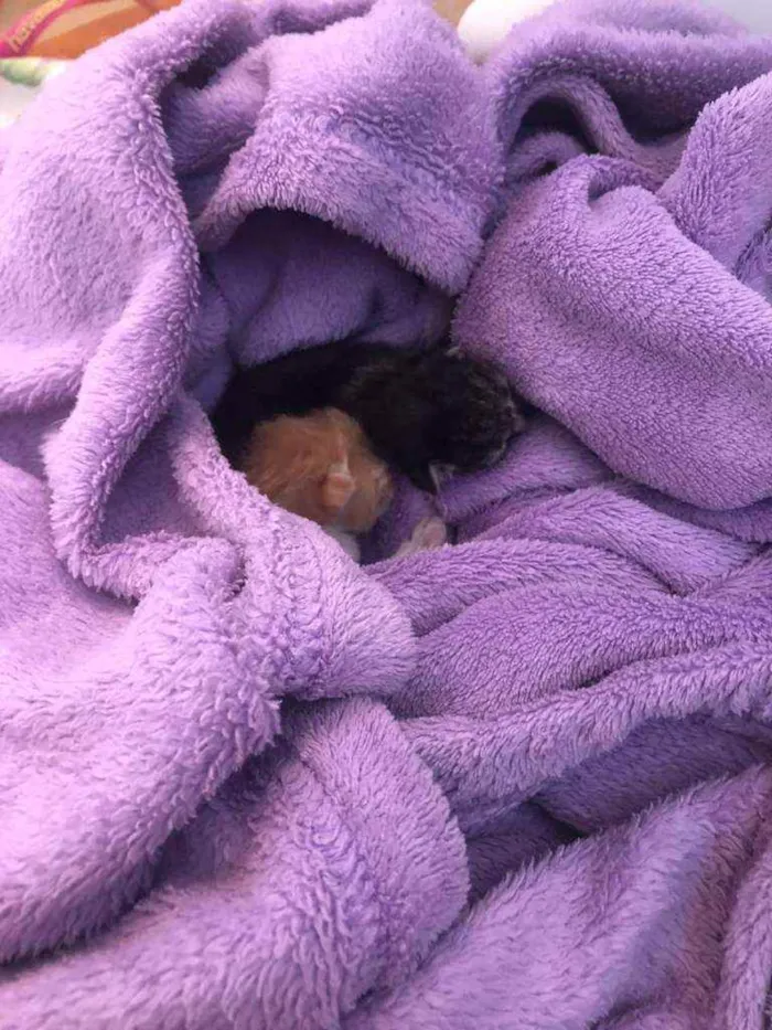 Gato ra a SRD idade Abaixo de 2 meses nome Sem nome 