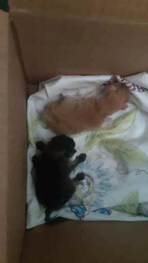 Gato ra a SRD idade Abaixo de 2 meses nome Sem nome 