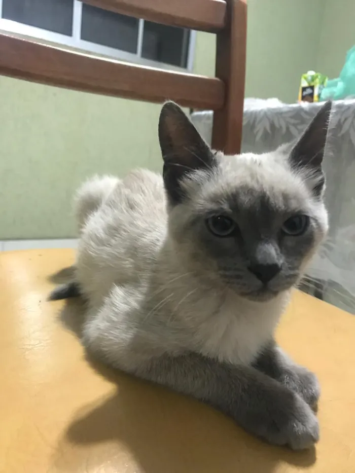 Gato ra a Siamês idade 2 a 6 meses nome Luna