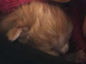 Gato raça SRD idade Abaixo de 2 meses nome Sem nome 