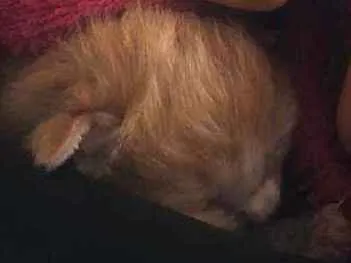 Gato ra a SRD idade Abaixo de 2 meses nome Sem nome 