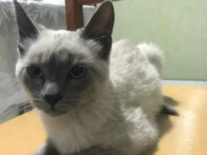 Gato raça Siamês idade 2 a 6 meses nome Luna