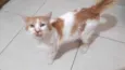 Pedrinho gato Lindo