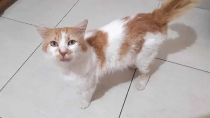 Gato ra a Srd idade 1 ano nome Pedrinho gato Lindo
