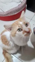 Pedrinho gato Lindo