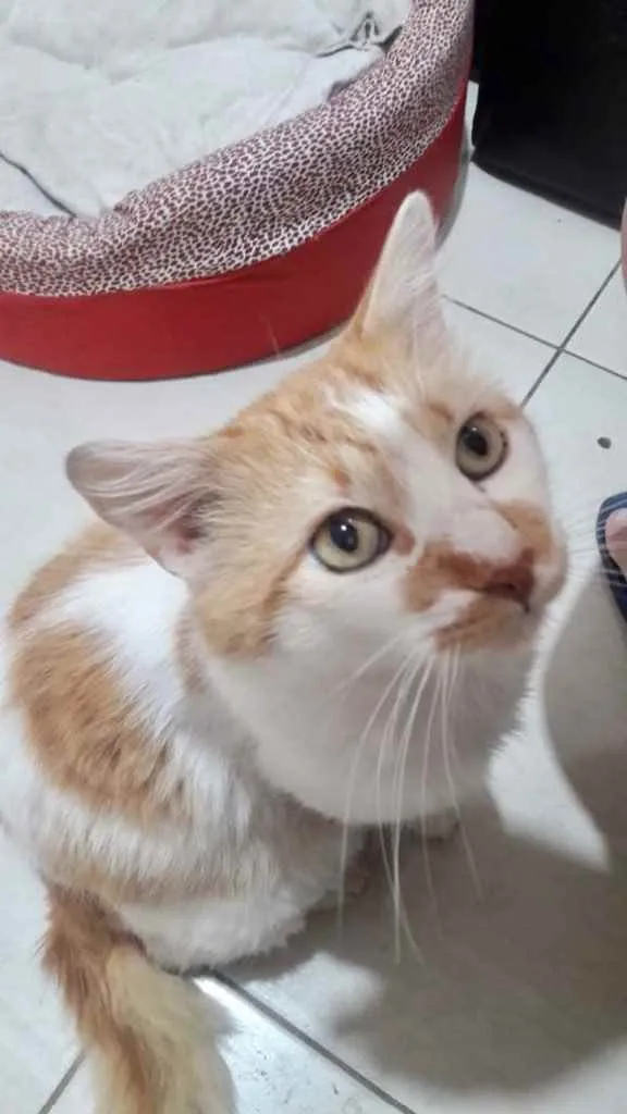 Gato ra a Srd idade 1 ano nome Pedrinho gato Lindo