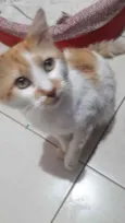 Pedrinho gato Lindo