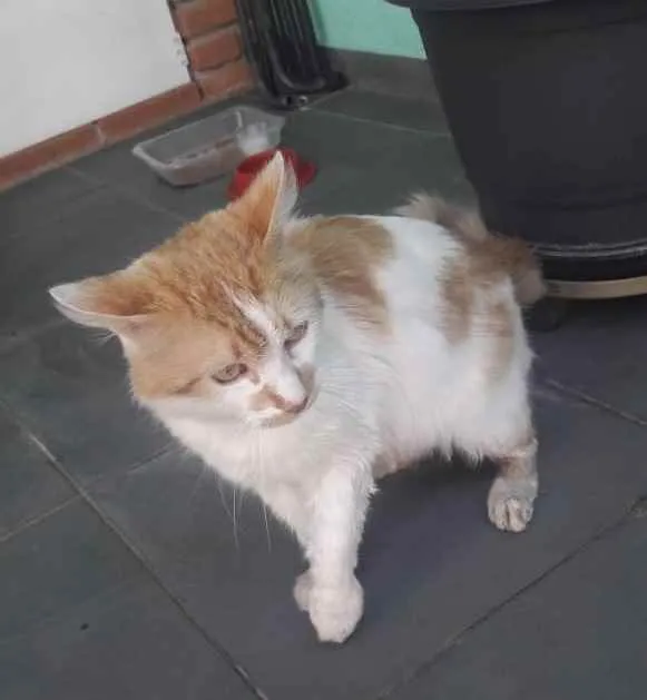 Gato ra a Srd idade 1 ano nome Pedrinho gato Lindo