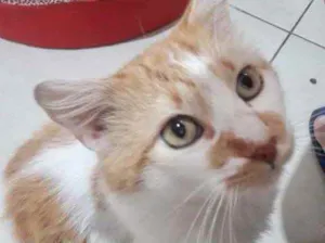 Gato raça Srd idade 1 ano nome Pedrinho gato Lindo 