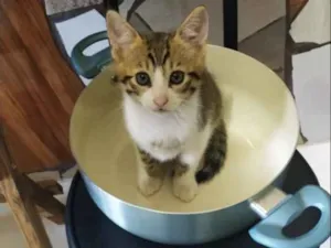 Gato raça SRD-ViraLata idade 2 a 6 meses nome Gominha