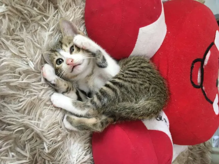 Gato raça SRD-ViraLata idade 2 a 6 meses nome Gominha