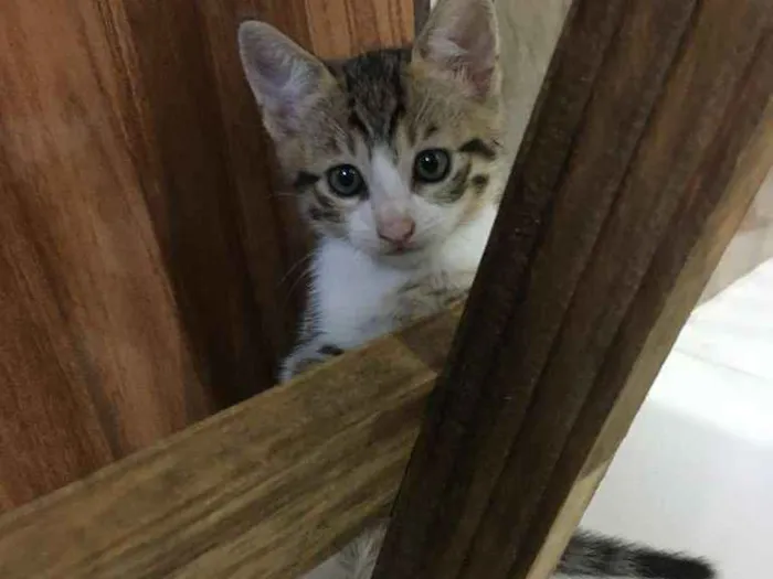 Gato raça SRD-ViraLata idade 2 a 6 meses nome Gominha