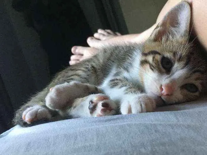 Gato raça SRD-ViraLata idade 2 a 6 meses nome Gominha