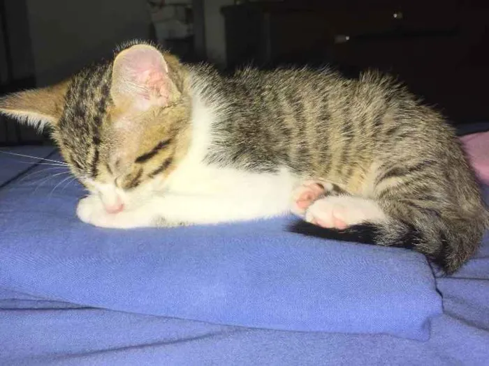 Gato raça SRD-ViraLata idade 2 a 6 meses nome Gominha