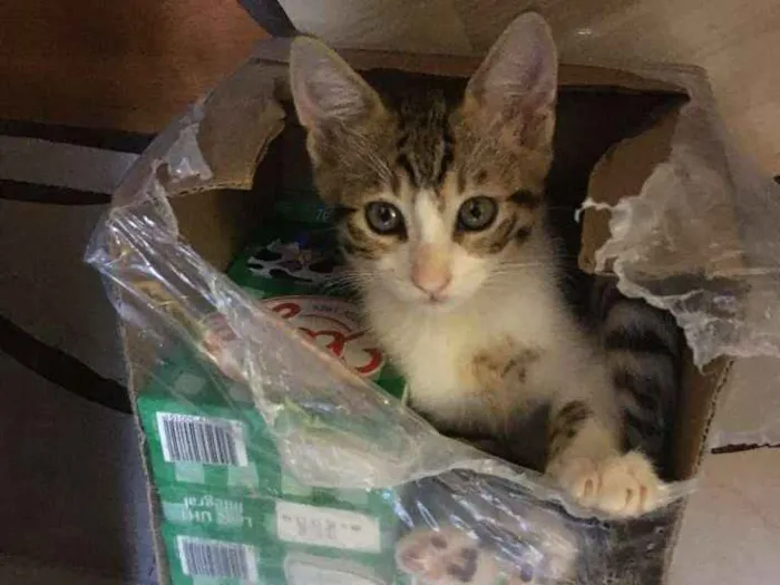 Gato raça SRD-ViraLata idade 2 a 6 meses nome Gominha