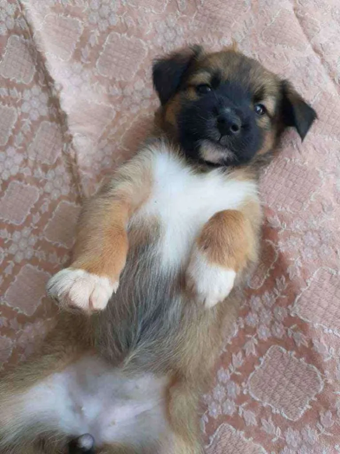 Cachorro ra a Sem raça definida  idade Abaixo de 2 meses nome Nimue