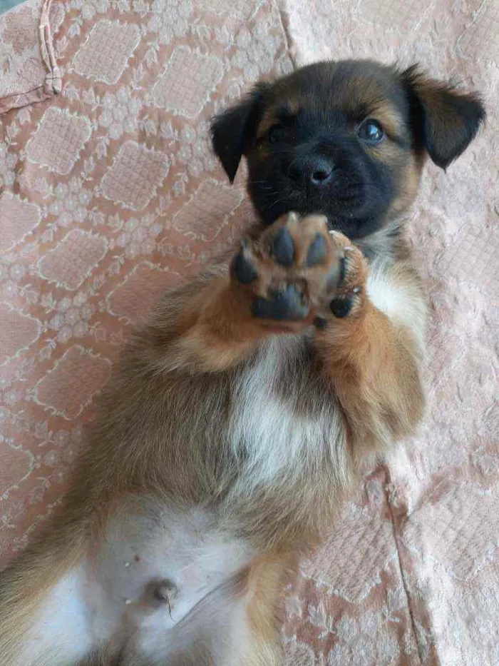 Cachorro ra a Sem raça definida  idade Abaixo de 2 meses nome Excalibur