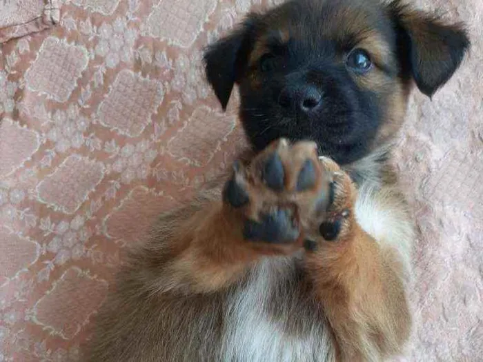 Cachorro ra a Sem raça definida  idade Abaixo de 2 meses nome Excalibur