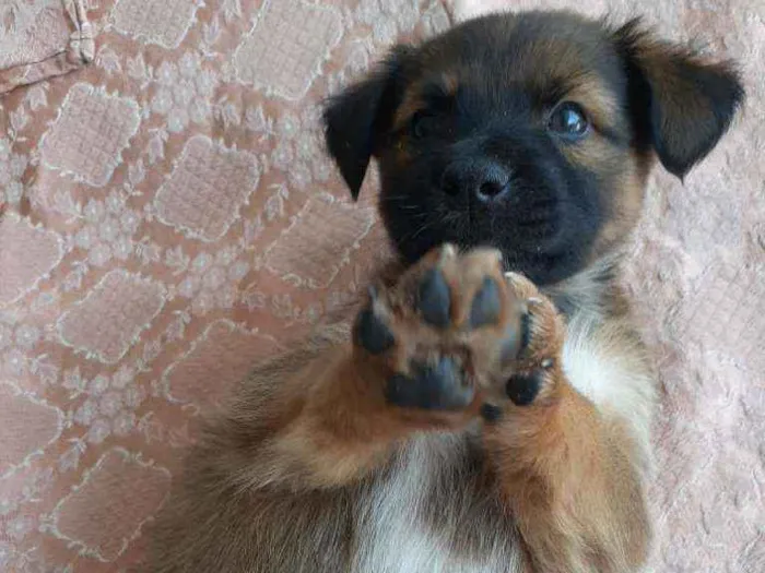 Cachorro ra a Sem raça definida  idade Abaixo de 2 meses nome Excalibur