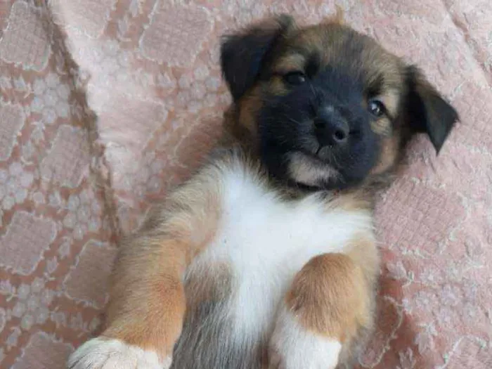 Cachorro ra a Sem raça definida  idade Abaixo de 2 meses nome Nimue