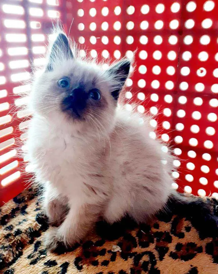 Gato ra a Srd idade 2 a 6 meses nome Chad e penelope