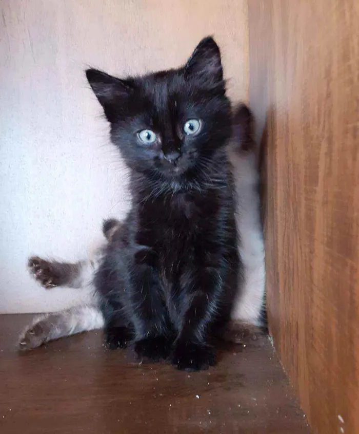 Gato ra a Srd idade 2 a 6 meses nome Chad e penelope