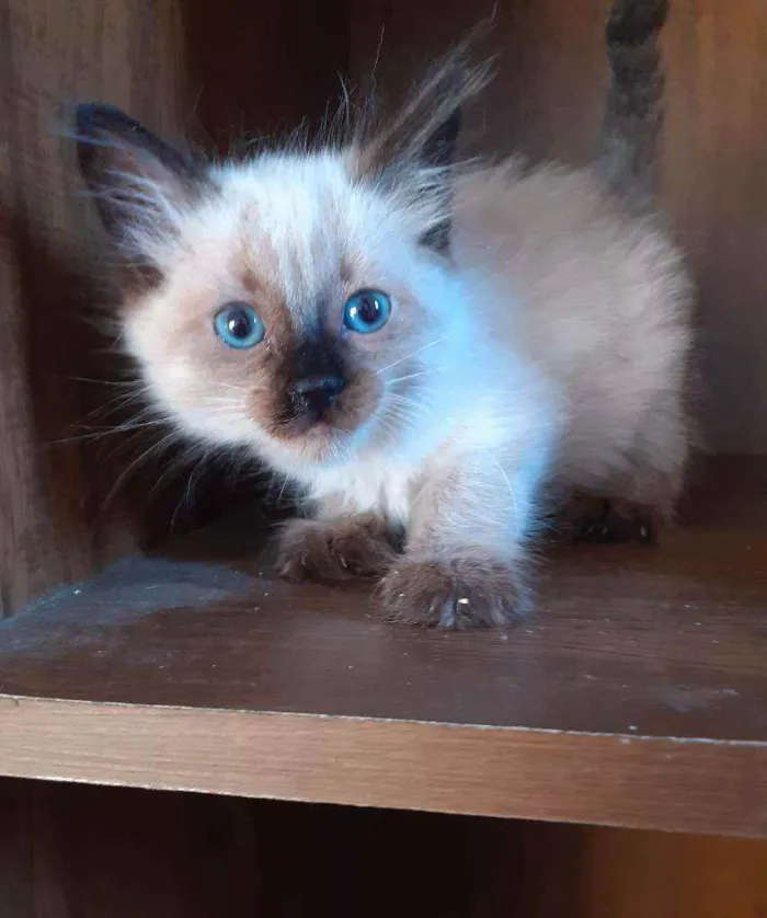 Gato ra a Srd idade 2 a 6 meses nome Chad e penelope