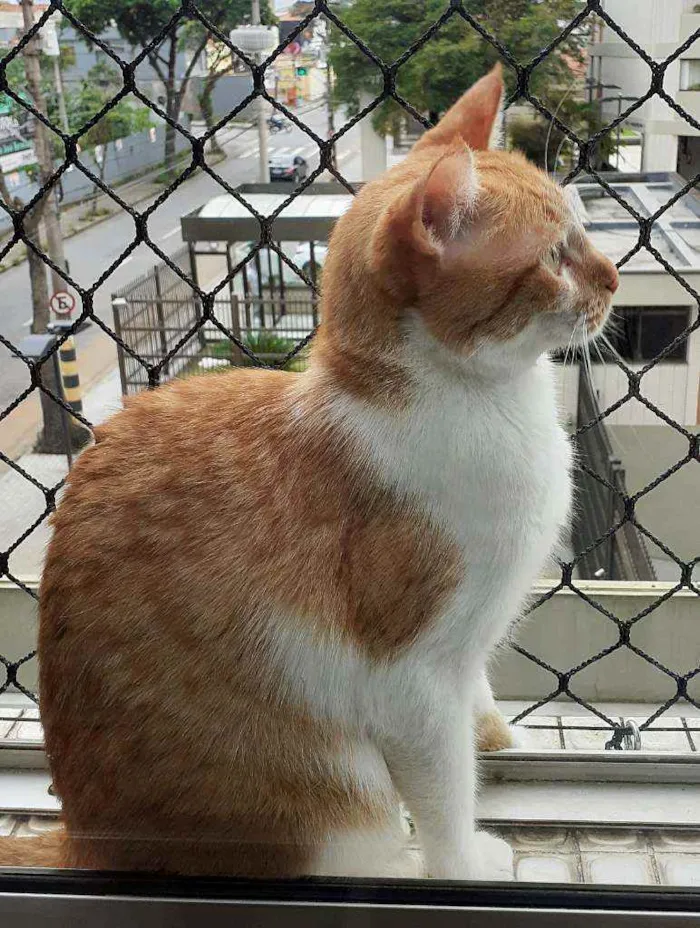 Gato ra a Srd idade 4 anos nome Dolphi