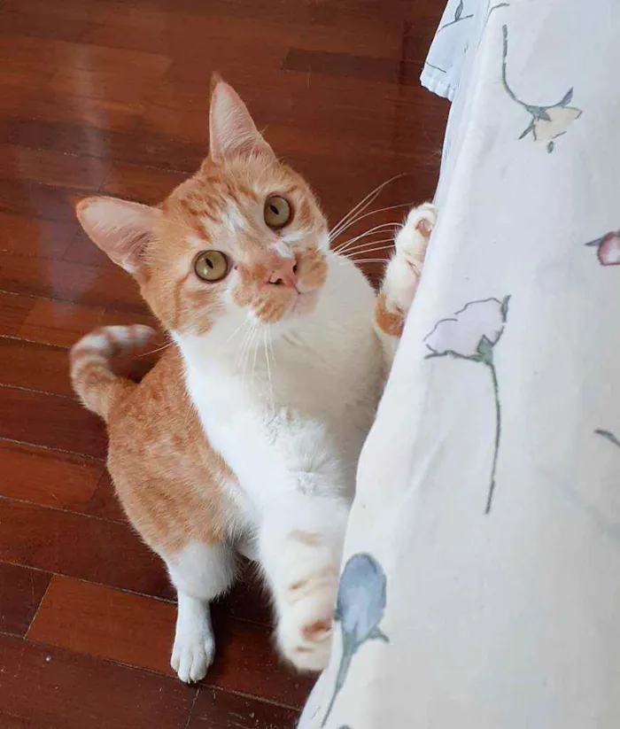 Gato ra a Srd idade 4 anos nome Dolphi