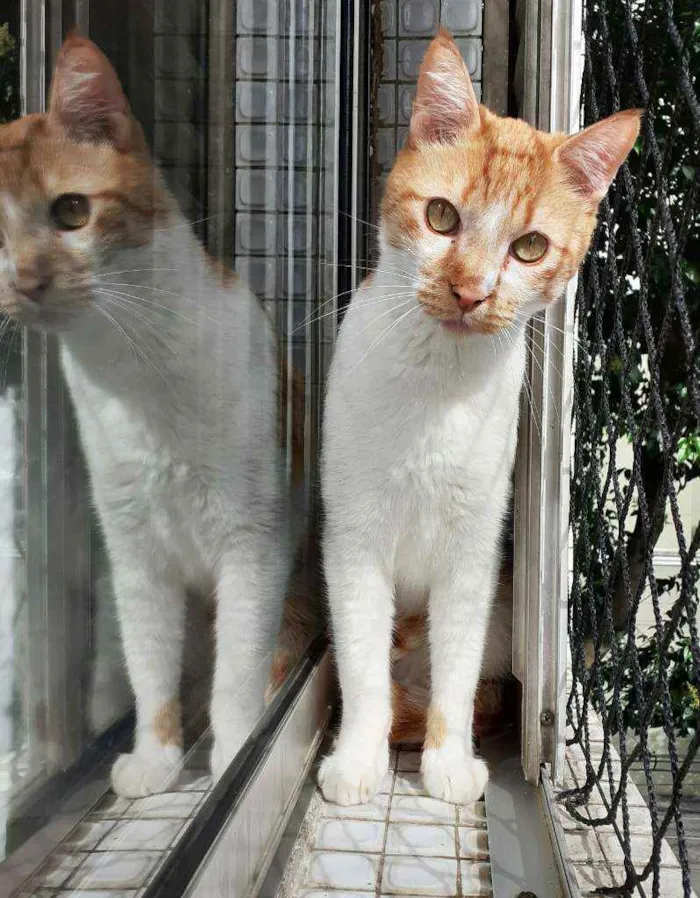 Gato ra a Srd idade 4 anos nome Dolphi