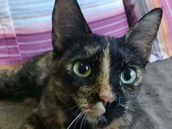 Gato ra a Srd idade 1 ano nome Alanis