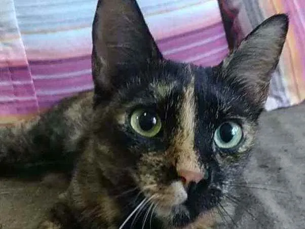 Gato ra a Srd idade 1 ano nome Alanis