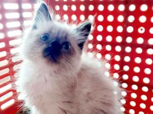Gato raça Srd idade 2 a 6 meses nome Chad e penelope