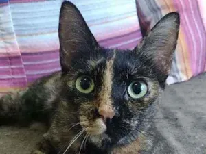 Gato raça Srd idade 1 ano nome Alanis