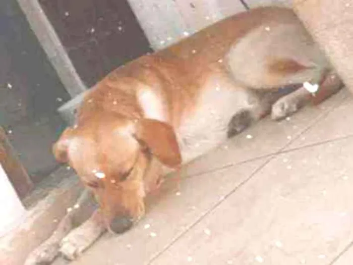 Cachorro ra a labrador idade 1 ano nome look