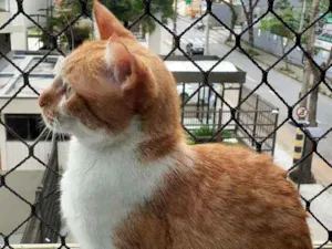 Gato raça Srd idade 4 anos nome Dolphi