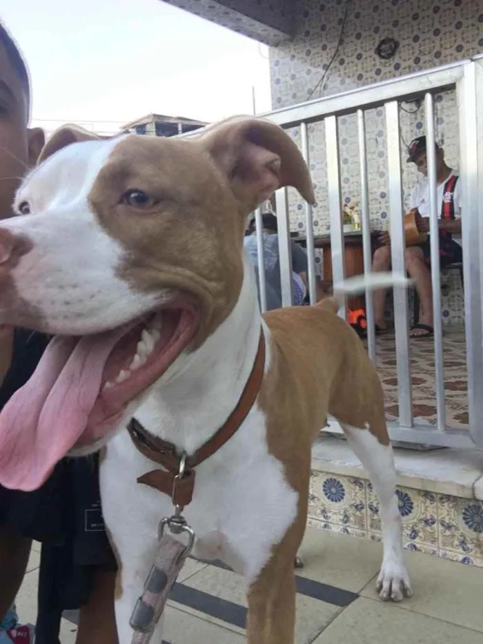 Cachorro ra a Pitbull idade 7 a 11 meses nome Amora