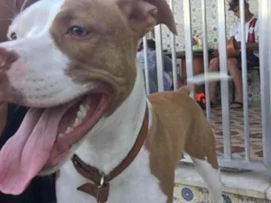Cachorro raça Pitbull idade 7 a 11 meses nome Amora