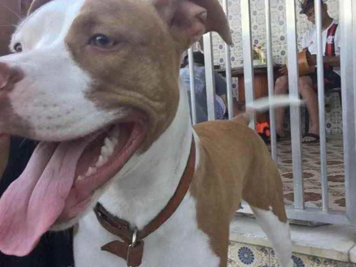 Cachorro ra a Pitbull idade 7 a 11 meses nome Amora