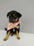 Estrelinha