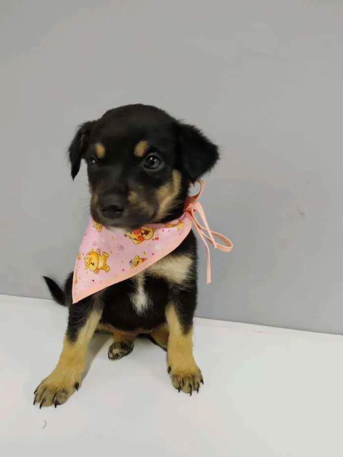 Cachorro raça Srd idade Abaixo de 2 meses nome Estrelinha