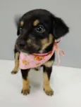 Estrelinha