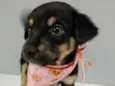 Estrelinha