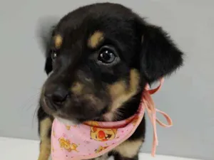 Cachorro raça Srd idade Abaixo de 2 meses nome Estrelinha