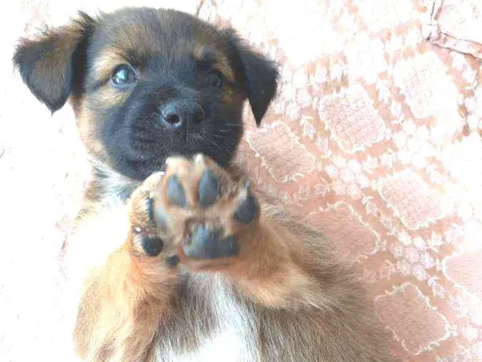 Cachorro ra a Sem raça definida  idade Abaixo de 2 meses nome Excalibur