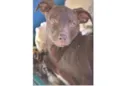 Choco